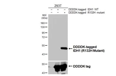 Anti-IDH1 (R132H Mutant) antibody [HL4884] used in Western Blot (WB). GTX644949