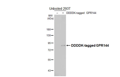 Anti-GPR144 antibody [HL4902] used in Western Blot (WB). GTX644967