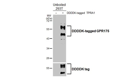 Anti-GPR175 antibody [HL4903] used in Western Blot (WB). GTX644968
