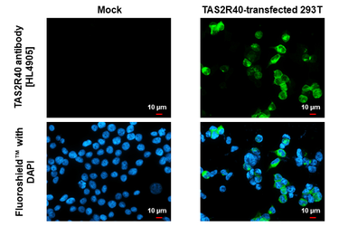 Anti-TAS2R40 antibody [HL4905] used in Immunocytochemistry/ Immunofluorescence (ICC/IF). GTX644970