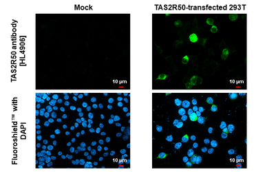 Anti-TAS2R50 antibody [HL4906] used in Immunocytochemistry/ Immunofluorescence (ICC/IF). GTX644971