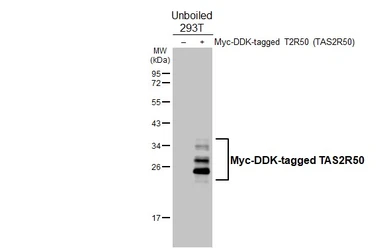 Anti-TAS2R50 antibody [HL4906] used in Western Blot (WB). GTX644971