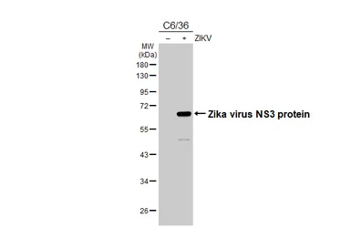 Anti-Zika virus NS3 protein antibody [GT285] used in Western Blot (WB). GTX644976