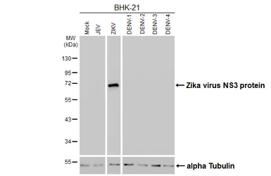 Anti-Zika virus NS3 protein antibody [GT285] used in Western Blot (WB). GTX644976