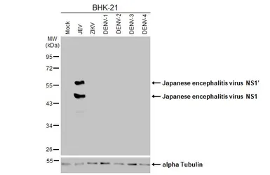 Anti-Japanese encephalitis virus NS1 antibody [GT292] used in Western Blot (WB). GTX644979