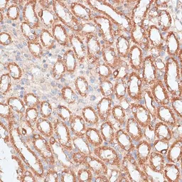 Anti-KIF4A antibody used in IHC (Paraffin sections) (IHC-P). GTX64498