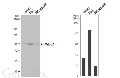 Anti-WEE1 antibody [HL4911] used in Western Blot (WB). GTX644984