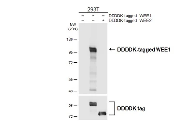 Anti-WEE1 antibody [HL4911] used in Western Blot (WB). GTX644984