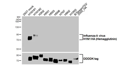 Anti-Influenza A virus H1N1 HA (Hemagglutinin) antibody [HL4914] used in Western Blot (WB). GTX644987