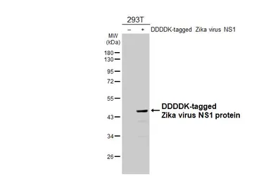 Anti-Zika virus NS1 protein antibody [HL4920] used in Western Blot (WB). GTX644993