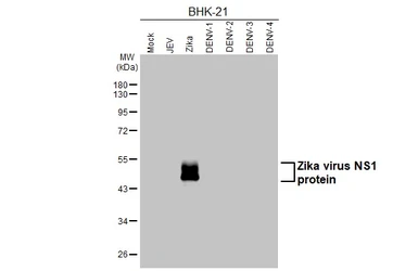 Anti-Zika virus NS1 protein antibody [HL4920] used in Western Blot (WB). GTX644993