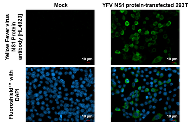 Anti-Yellow Fever virus NS1 Protein antibody [HL4923] used in Immunocytochemistry/ Immunofluorescence (ICC/IF). GTX644996