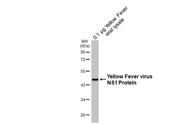 Anti-Yellow Fever virus NS1 Protein antibody [HL4923] used in Western Blot (WB). GTX644996