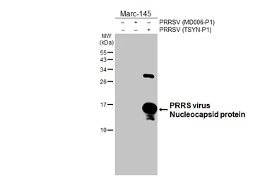 Anti-PRRS virus Nucleocapsid protein antibody [HL4927] used in Western Blot (WB). GTX645000