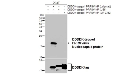 Anti-PRRS virus Nucleocapsid protein antibody [HL4927] used in Western Blot (WB). GTX645000