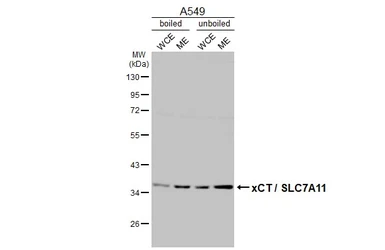Anti-xCT / SLC7A11 antibody [HL4928] used in Western Blot (WB). GTX645001