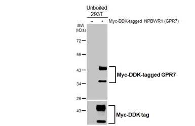 Anti-GPR7 antibody [HL4939] used in Western Blot (WB). GTX645012