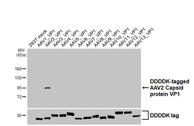 Anti-AAV2 Capsid protein VP1 + VP2 + VP3 antibody [HL4940] used in Western Blot (WB). GTX645013