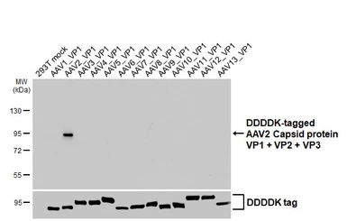 Anti-AAV2 Capsid protein VP1 + VP2 + VP3 antibody [HL4940] used in Western Blot (WB). GTX645013