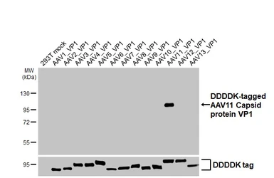 Anti-AAV11 Capsid protein VP1 + VP2 + VP3 antibody [HL4942] used in Western Blot (WB). GTX645015