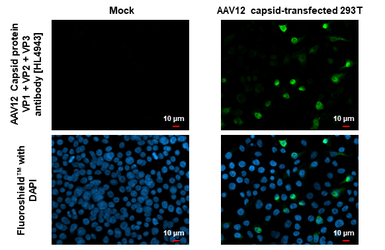 Anti-AAV12 Capsid protein VP1 + VP2 + VP3 antibody [HL4943] used in Immunocytochemistry/ Immunofluorescence (ICC/IF). GTX645016