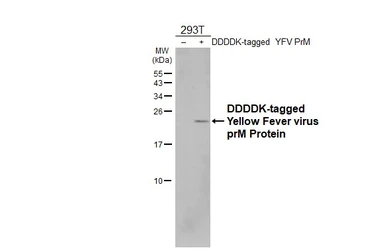 Anti-Yellow Fever virus prM Protein antibody [GT299] used in Western Blot (WB). GTX645025