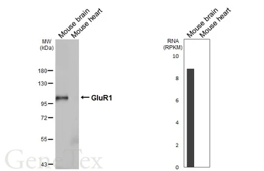 Anti-GluR1 antibody [GT301] used in Western Blot (WB). GTX645027
