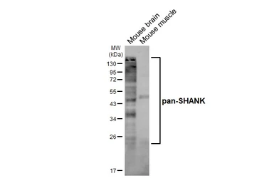 Anti-pan-SHANK antibody [GT302] used in Western Blot (WB). GTX645028