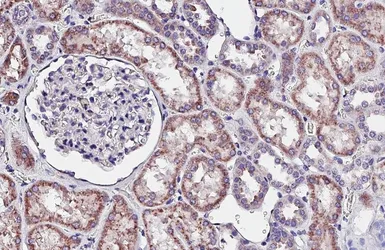 Anti-GBA antibody [HL4952] used in IHC (Paraffin sections) (IHC-P). GTX645038