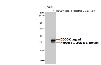 Anti-Hepatitis C virus NS3 protein antibody [HL4959] used in Western Blot (WB). GTX645045