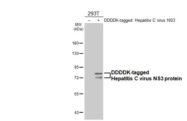 Anti-Hepatitis C virus NS3 protein antibody [HL4961] used in Western Blot (WB). GTX645047