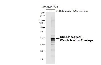 Anti-West Nile virus Envelope antibody [HL4963] used in Western Blot (WB). GTX645049