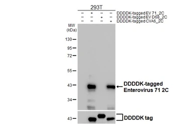 Anti-Enterovirus 71 2C antibody [HL4969] used in Western Blot (WB). GTX645055