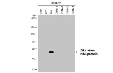 Anti-Zika virus NS3 protein antibody [HL4975] used in Western Blot (WB). GTX645061