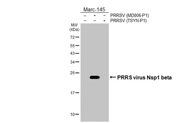Anti-PRRS virus Nsp1 beta antibody [HL4979] used in Western Blot (WB). GTX645065