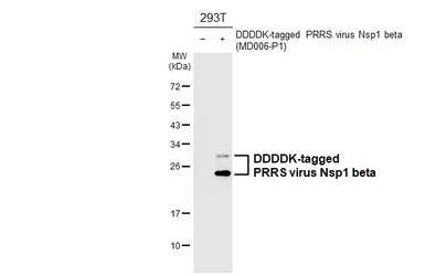 Anti-PRRS virus Nsp1 beta antibody [HL4979] used in Western Blot (WB). GTX645065