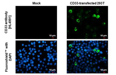Anti-CD33 antibody [HL4991] used in Immunocytochemistry/ Immunofluorescence (ICC/IF). GTX645077