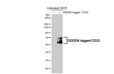 Anti-CD33 antibody [HL4991] used in Western Blot (WB). GTX645077