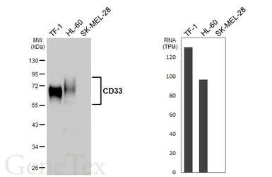Anti-CD33 antibody [HL4991] used in Western Blot (WB). GTX645077