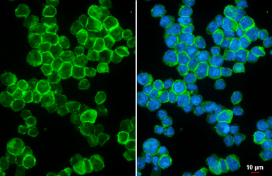 Anti-CD33 antibody [HL4991] used in Immunocytochemistry/ Immunofluorescence (ICC/IF). GTX645077