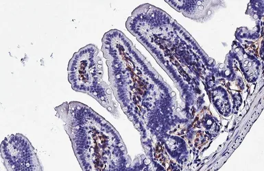 Anti-NCAM antibody [HL4992] used in IHC (Paraffin sections) (IHC-P). GTX645078