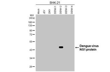 Anti-Dengue virus NS1 protein antibody [HL4997] used in Western Blot (WB). GTX645090