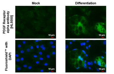 Anti-PDGF Receptor alpha antibody [HL5000] used in Immunocytochemistry/ Immunofluorescence (ICC/IF). GTX645093