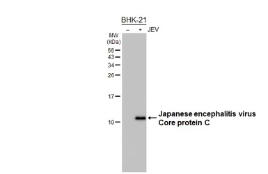 Anti-Japanese encephalitis virus Core protein C antibody [HL5002] used in Western Blot (WB). GTX645095
