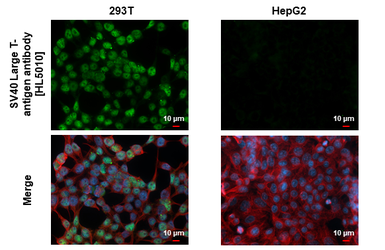 Anti-SV40 Large T-antigen antibody [HL5010] used in Immunocytochemistry/ Immunofluorescence (ICC/IF). GTX645103