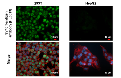 Anti-SV40 T-antigen antibody [HL5013] used in Immunocytochemistry/ Immunofluorescence (ICC/IF). GTX645106