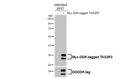 Anti-TAS2R3 antibody [HL5015] used in Western Blot (WB). GTX645108