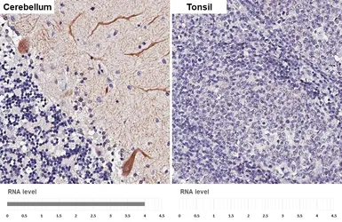 Anti-5-HT5A receptor antibody [HL5019] used in IHC (Paraffin sections) (IHC-P). GTX645112