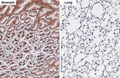 Anti-Claudin 18.2 antibody [HL5024] used in IHC (Paraffin sections) (IHC-P). GTX645117