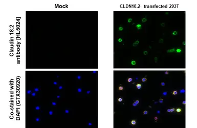 Anti-Claudin 18.2 antibody [HL5024] used in IHC-P (cell pellet) (IHC-P (cell pellet)). GTX645117